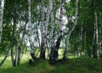 Береза от 100 болезней.