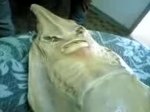 Морское чудовище обнаружено в Китае
