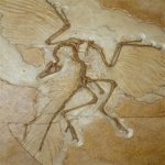 Археоптерикс перестал быть птицей
