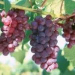 Виноград сделает солнце безопасным