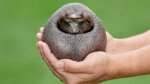В Англии нашли лысую ежиху