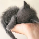 Итак, у вас появился котенок!