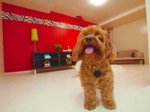 Отель 7* для домашних животных открыт в Дубае