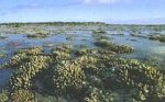 Водоросли способны защитить человечество от солнца