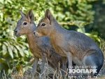 В зоопарке Екатеринбурга появились Стив и Джобс