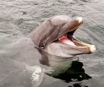 Дельфины заблокированы льдом в Азовском море