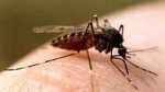 Ученые установили кого комары любят больше сего